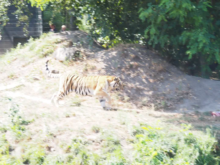 Siberische tijger (Panthera tigris altaica)